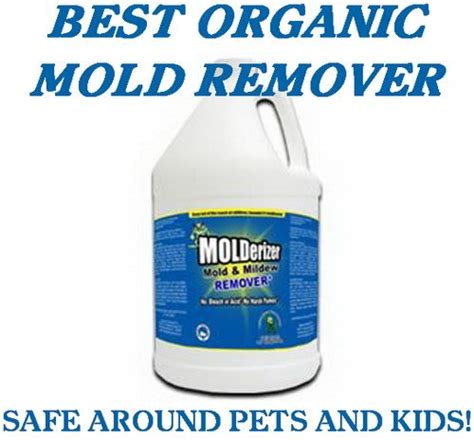 Magic Mold Removal: A Fresh Start for Your Home